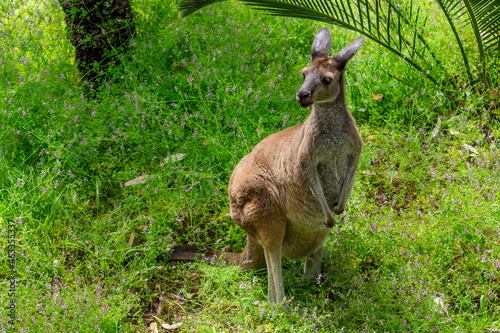 Western Grey Kangaroo (Macropus fuliginosus) Perth Western Australia