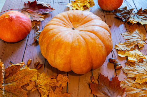 Autumn creative composition of pumpkin, autumn maple leaves, oak, acorns 