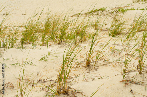 grass on the beach