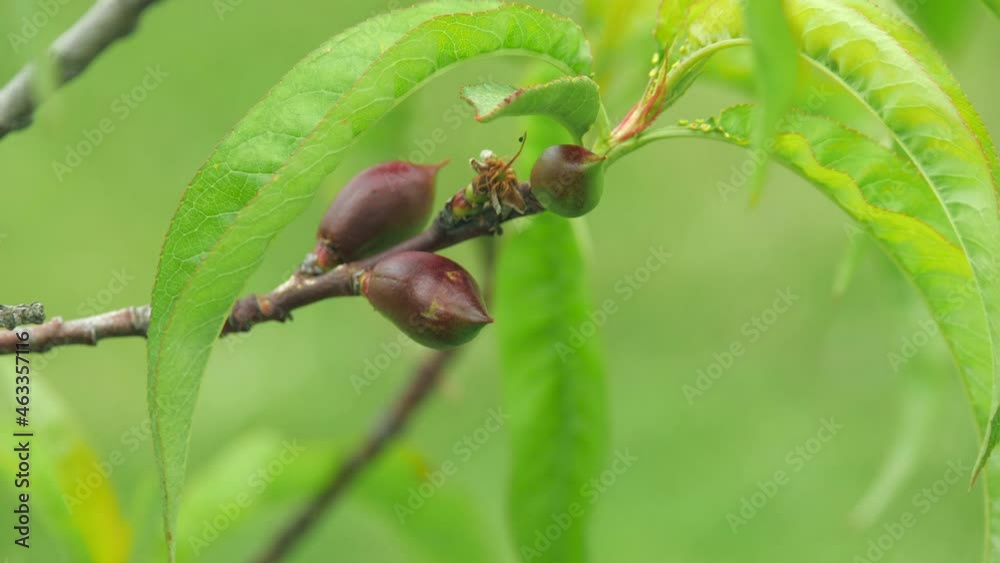 New Green Budding Nectarine Fruit On A Lush Tree Branch, CLOSE UP New Green Budding Nectarine Fruit On A Lush Tree Branch, CLOSE UP