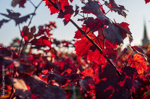 red vineyard leaves