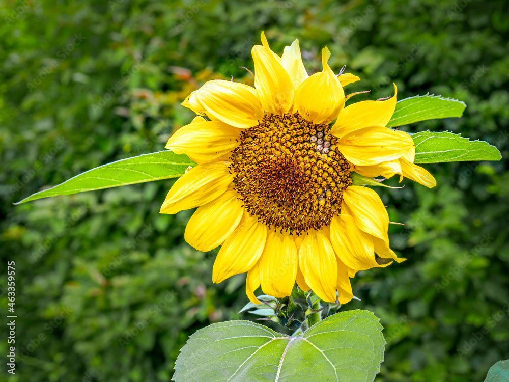 Naklejka premium Large bright yellow sunflower in summer sunlight