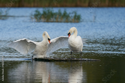 Mute Swan (Cygnus olor) clambers on to a platform on a lake at Ham Wall in Somerset, England, United Kingdom