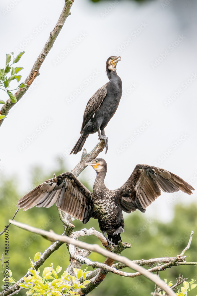 Obraz premium Kormorane im Baum