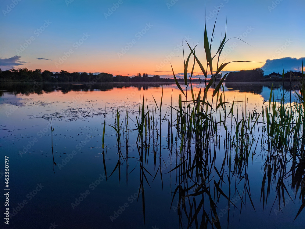 aquatic plants in the lake in the evening aquatic plants in the lake in the evening