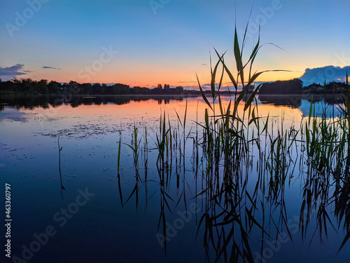 aquatic plants in the lake in the evening