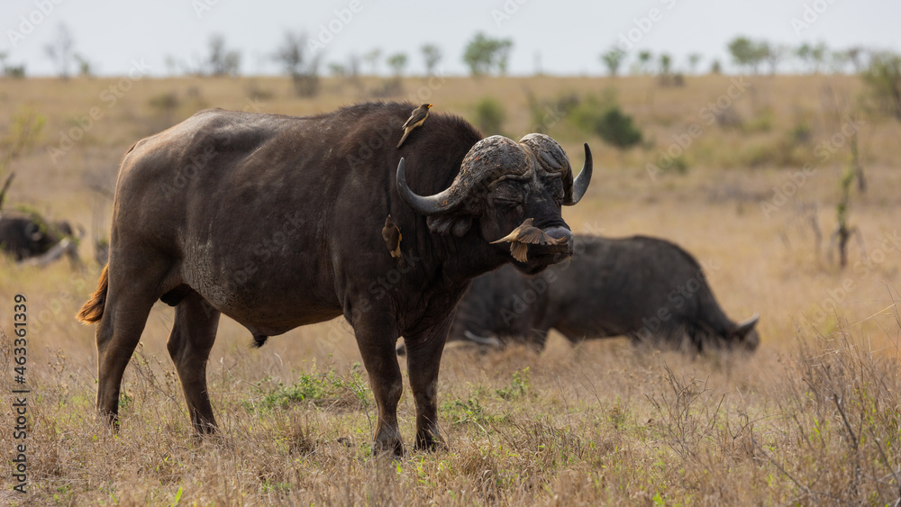 big African buffalo with oxpeckers in the wild big African buffalo with oxpeckers in the wild