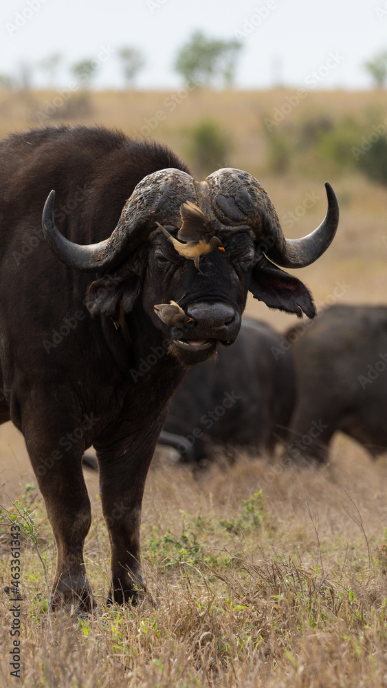 big African buffalo with oxpeckers  in the wild