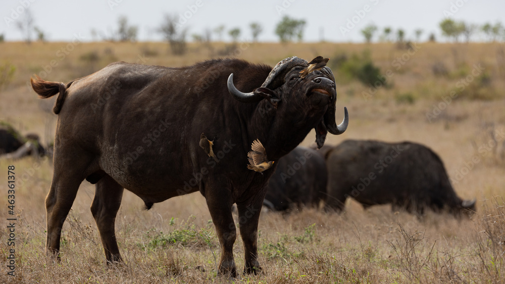 big African buffalo with oxpeckers in the wild big African buffalo with oxpeckers in the wild