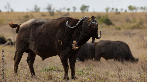 big African buffalo with oxpeckers in the wild