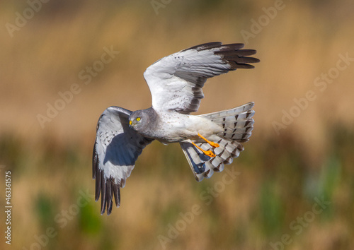 Beautiful male northern harrier - Circus hudsonius - marsh hawk, grey or gray ghost.  Hunting over meadow