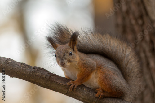 portrait of a squirrel © Maslov Dmitry