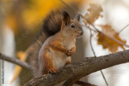 portrait of a squirrel