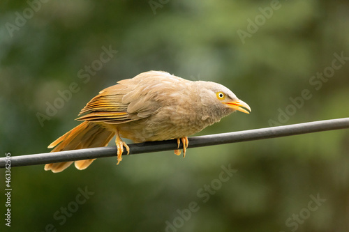 Indian bird photo