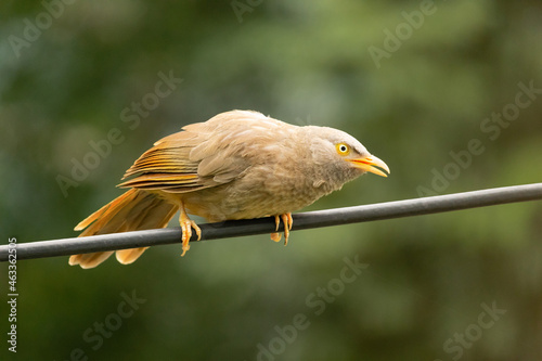 Foto Indian bird