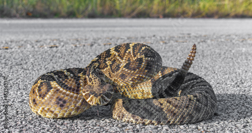 eastern diamond back rattlesnake - crotalus adamanteus - coiled in defensive strike pose with tongue out photo