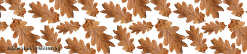 Autumn pattern for design. Panorama oak leaves pattern on a white.