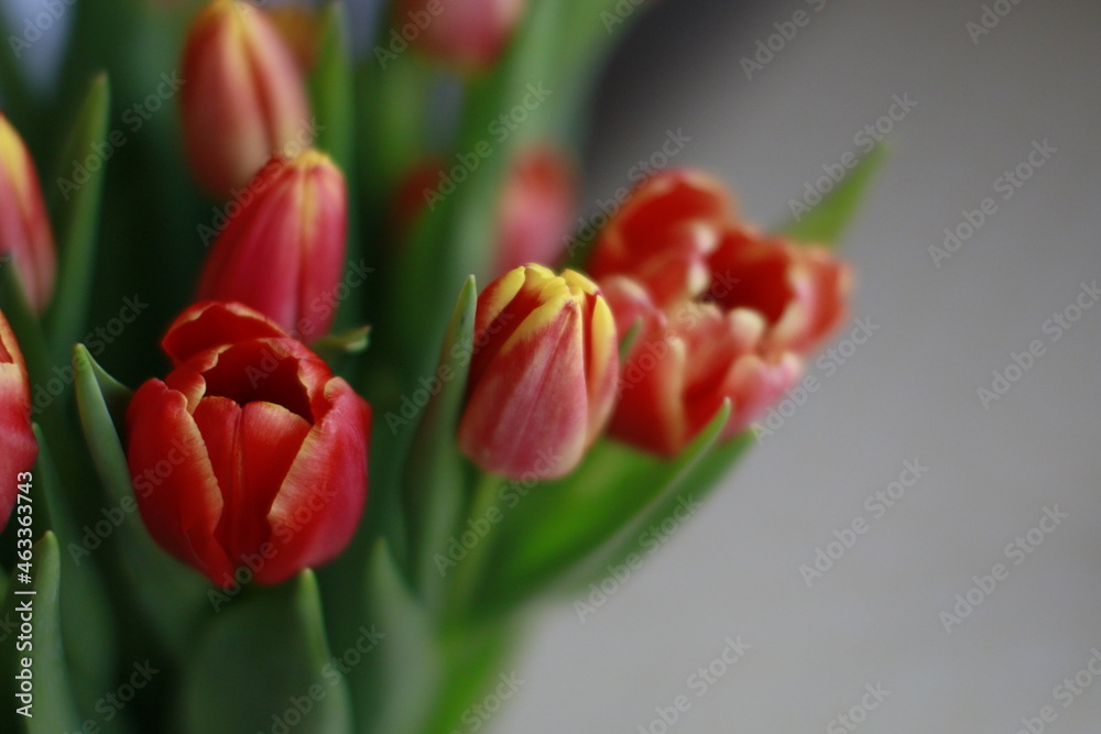 tulips tulips