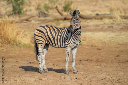 Lone Zebra scanning the surroundings