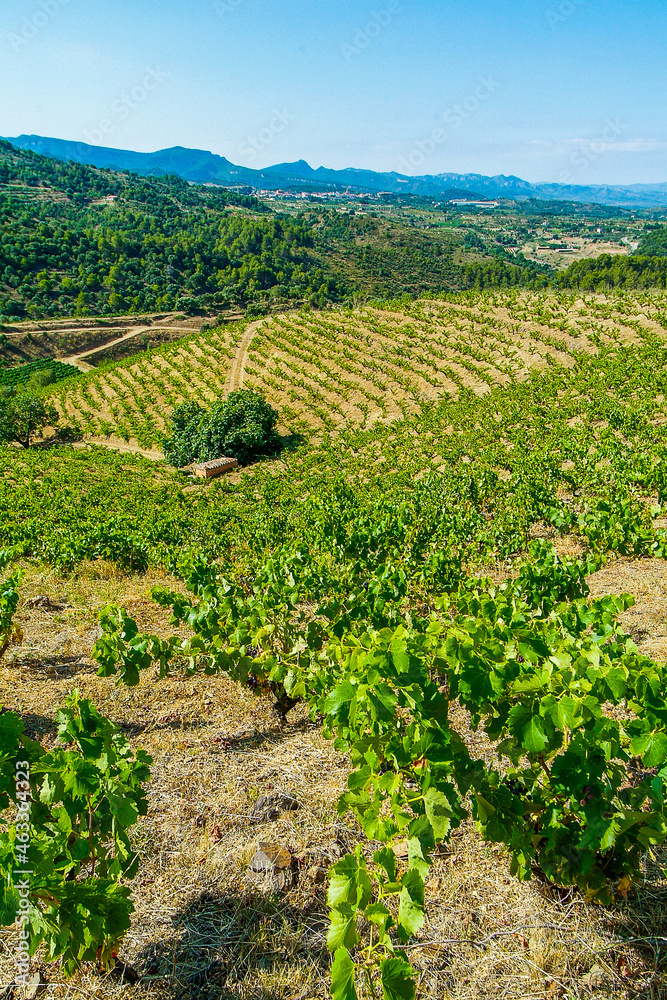 Viñedos de la comarca del Priorat, provincia de Tarragona, Catalunya. Viñedos de la comarca del Priorat, provincia de Tarragona, Catalunya.