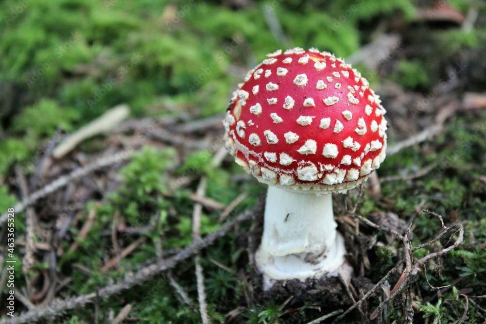 Fliegenpilz Fliegenpilz