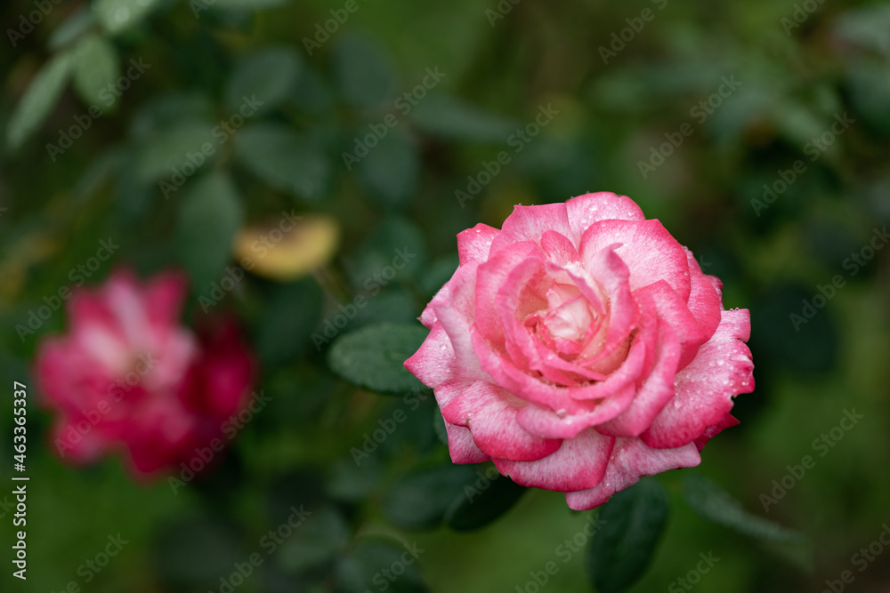 雨の日のピンクのバラ