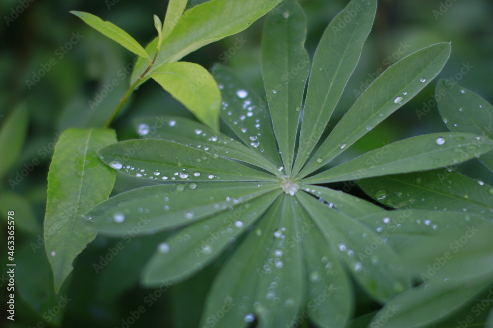 rain drops on leaf rain drops on leaf