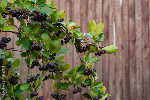 Ripe fresh chokeberry berries on the tree. Rowanberry. Farm, agriculture. Agro tourism