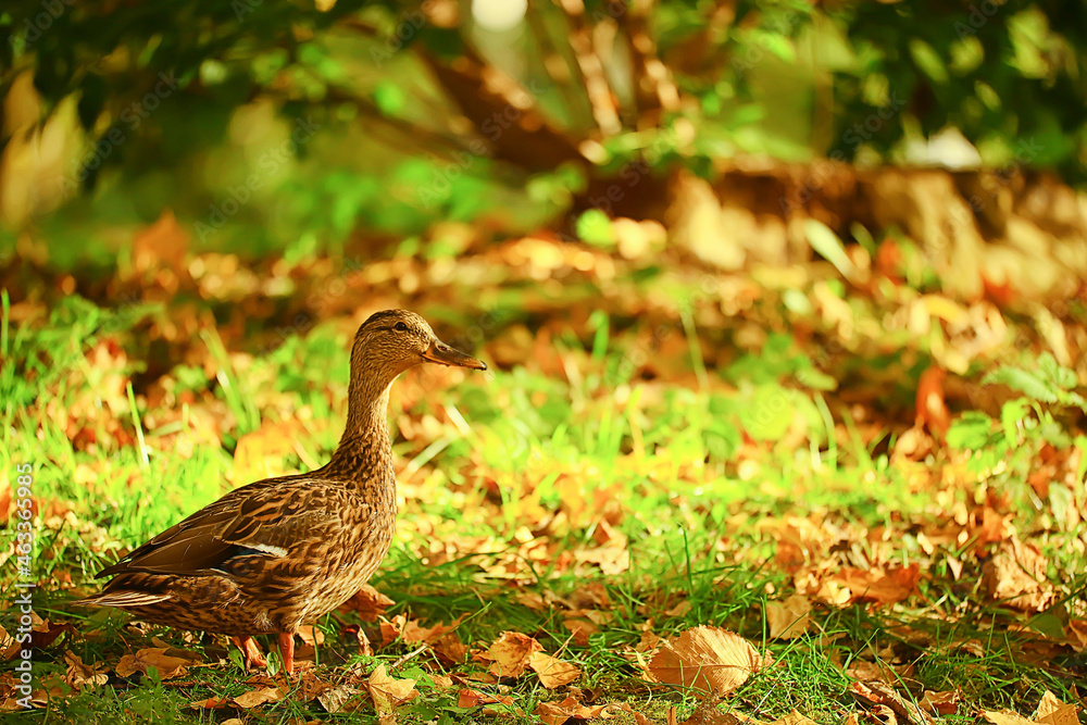 duck autumn park mallard, wild duck autumn view migratory bird nature - obrazy, fototapety, plakaty 