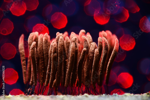 plasmodium mold fungi, microscope close-up little life, unusual fungi mold in the forest photo