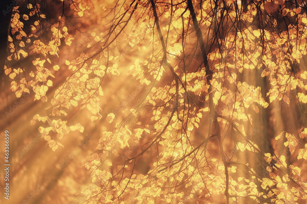 sunny landscape in fall park, autumn season background orange park sunny landscape in fall park, autumn season background orange park