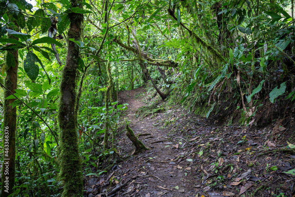 Obraz premium Trail Hiking Trail in the Jungle of Costa Rica