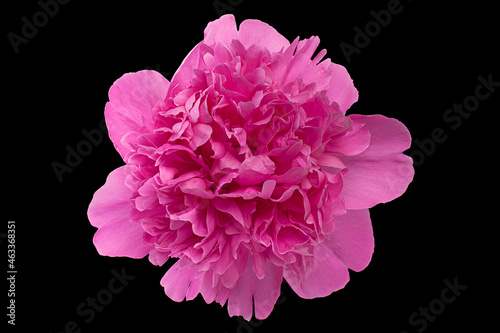 Pink peony flower on black