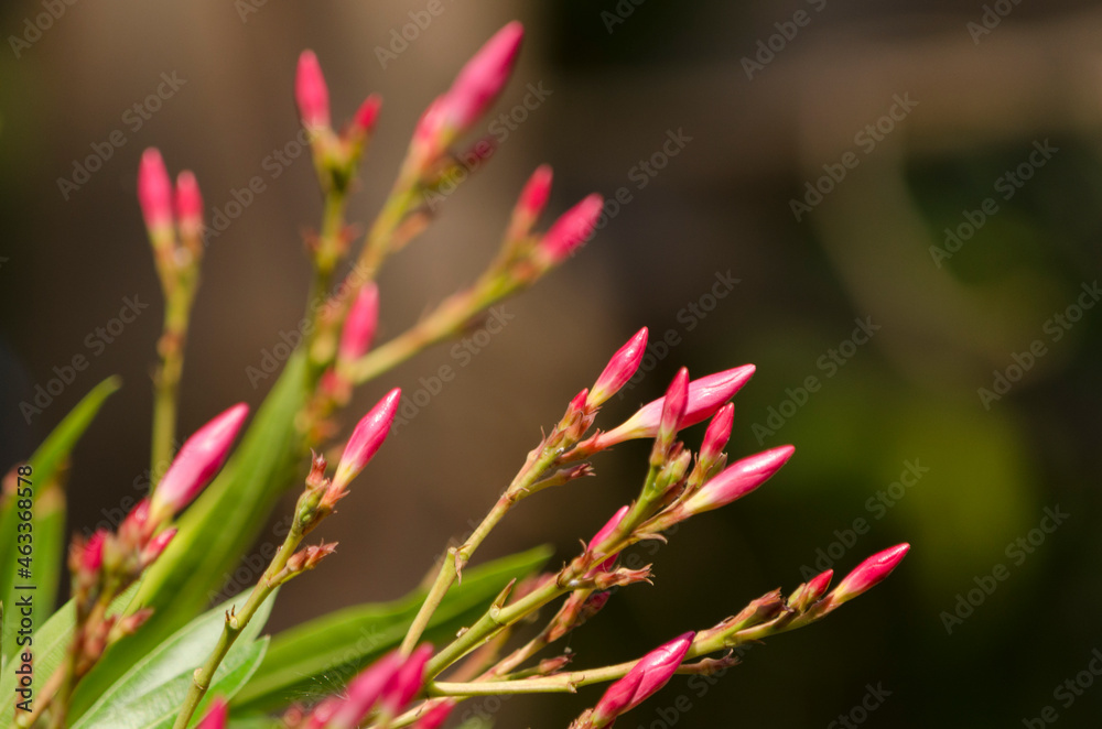 bunch of rose buds abstract wallpaper bunch of rose buds abstract wallpaper