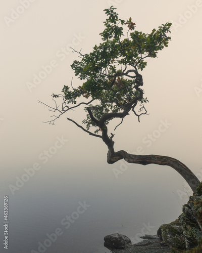 Fotobehang tree in the mist