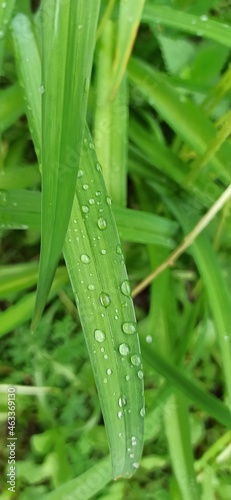 Dew drops on a green blade of grass. Close-up. Green grass. Fresh lawn. 