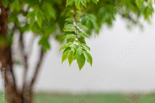 twig of green leaves with rain drops and blurred background.