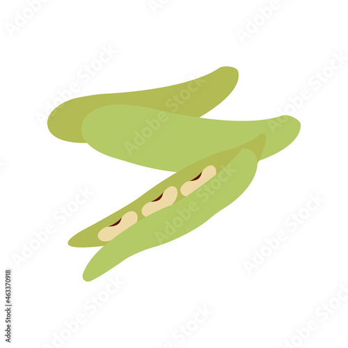 green vegetable broad bean vector illustration