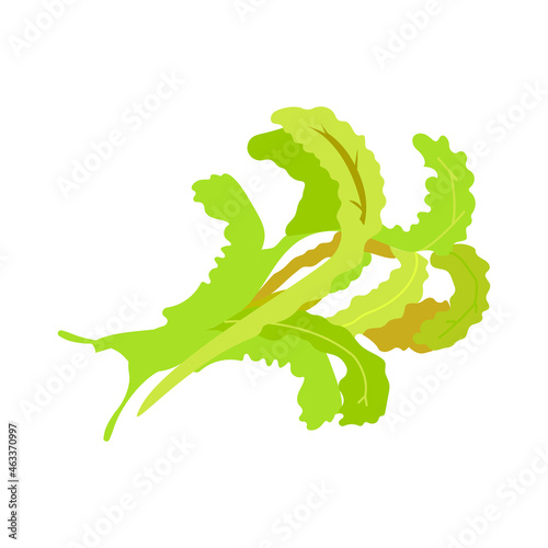 Realistic vegetable isolated icon on white background with green rucola vector illustration