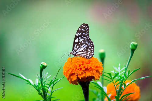  Danainae is a subfamily of the family Nymphalidae, the brush-footed butterflies. It includes the Daniadae, or milkweed butterflies, who lay their eggs on various milkweeds on which their larvae.