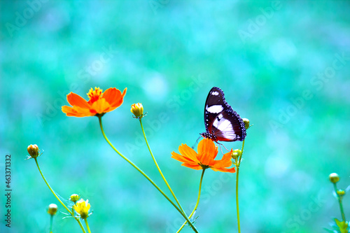 The Great Eggfly (Hypolimnas bolina), is also called the Blue Moon Butterfly or nymphalid butterfly resting on the flower plant during Springtime. photo