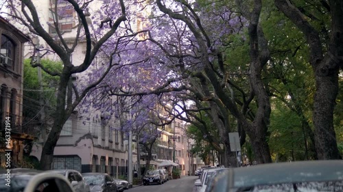 Beautiful view of jacaranda trees above street from Mexico City