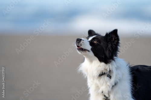 Border collie dog running in the blue water and enjoying the sun at the sand beach. Dog having fun at sea in summer.