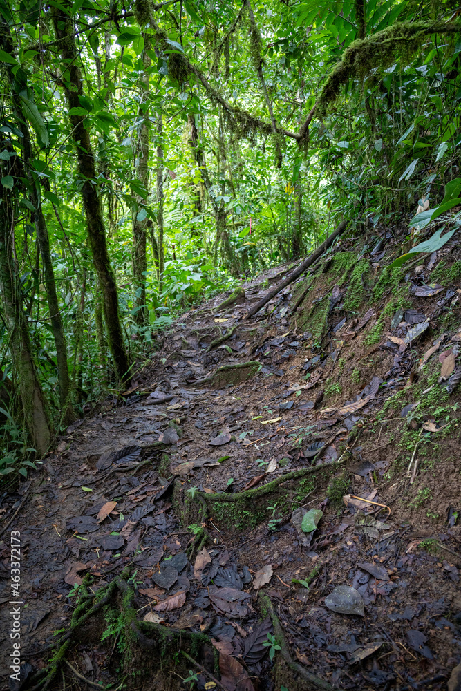Trail Hiking Trail in the Jungle of Costa Rica Trail Hiking Trail in the Jungle of Costa Rica