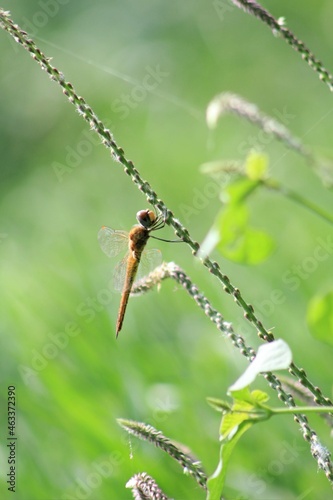 dragonfly on a branch