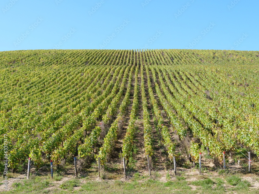 The vineyards are located between the Beine village and the town of Chablis. The 16th October 2021, Burgundy, France.