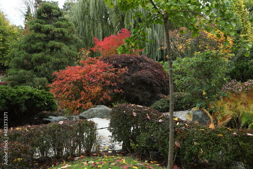 jesień, ogród, park, klon palmowy, ogród japoński