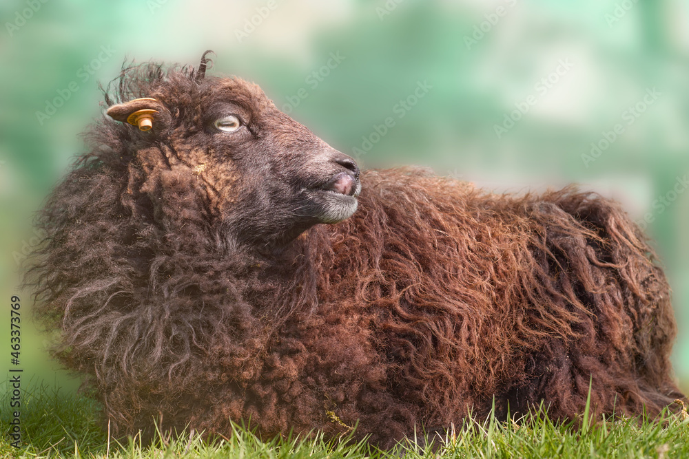 Portrait of brown female ouessant sheep