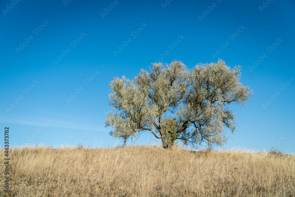 Scenic landmark view of a lonely tree on a hill with dry grass in autumn under the clear blue sky. Scenic landmark view of a lonely tree on a hill with dry grass in autumn under the clear blue sky.