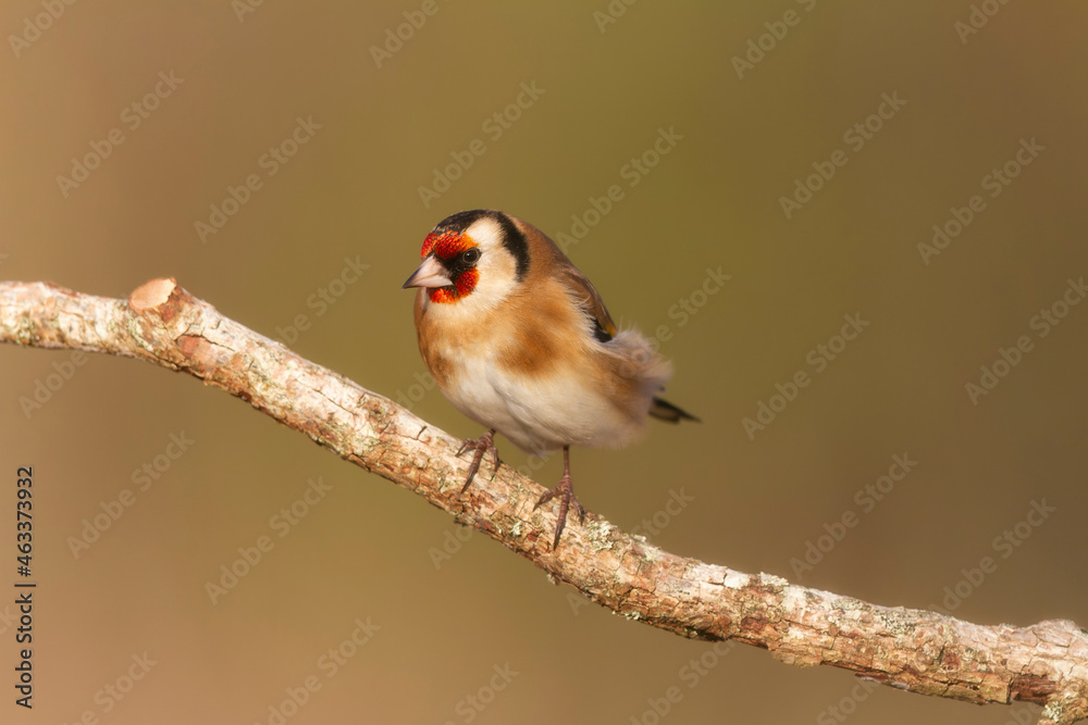 European Goldfinch Carduelis carduelis perched on a twig European Goldfinch Carduelis carduelis perched on a twig